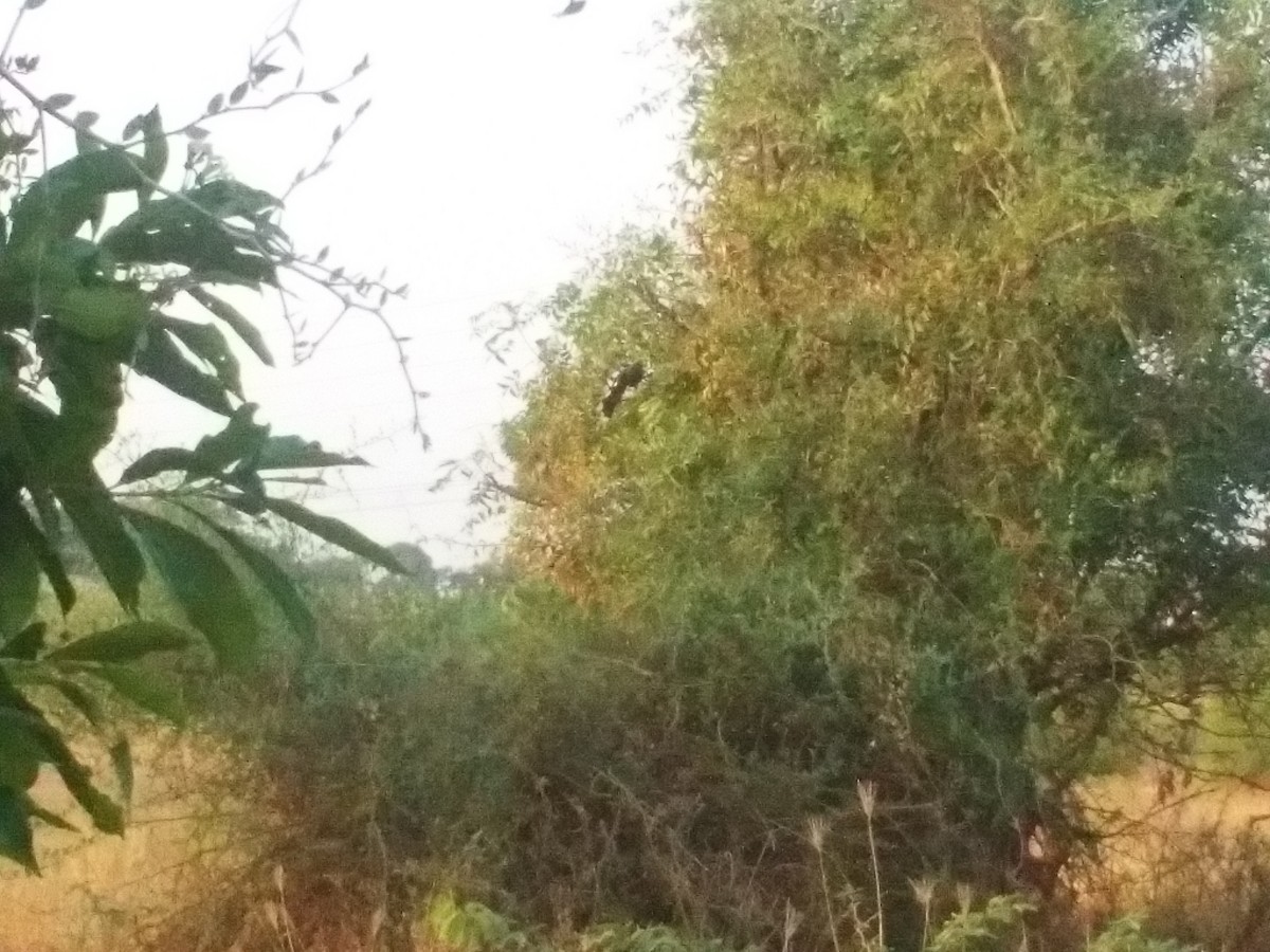 Blue-faced Malkoha - ML138652571