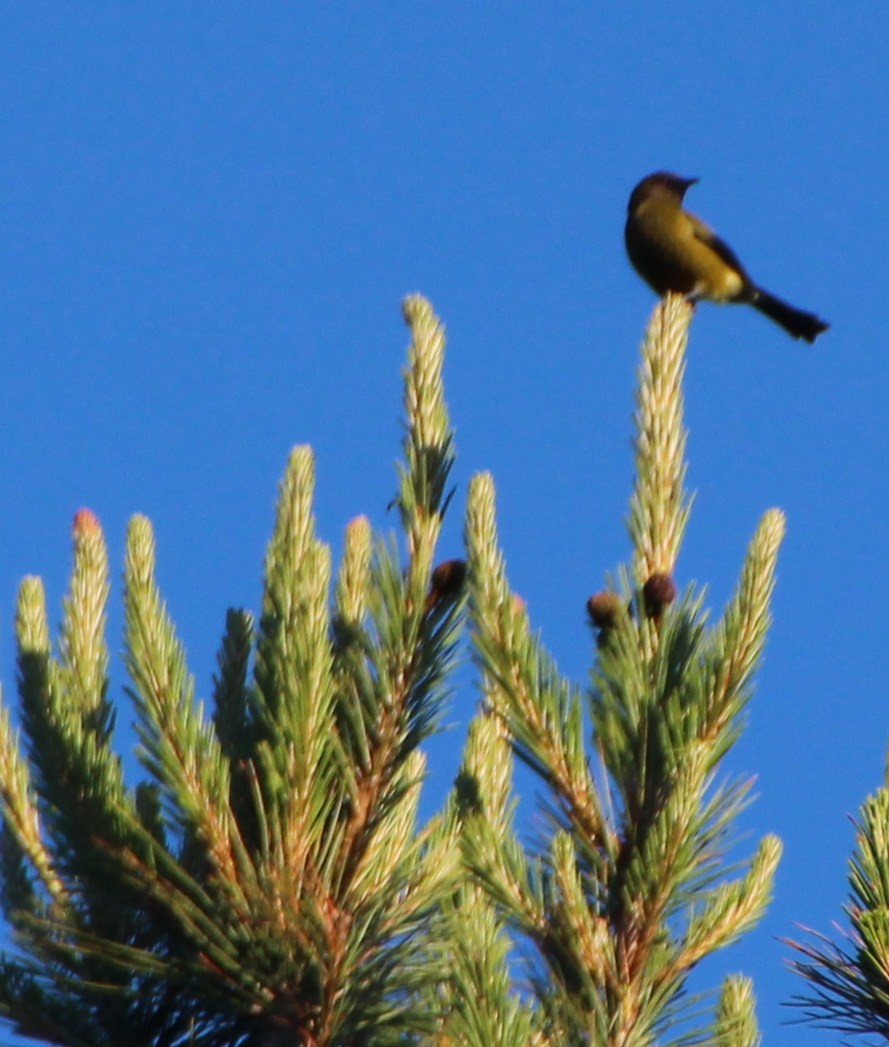 New Zealand Bellbird - ML138652631