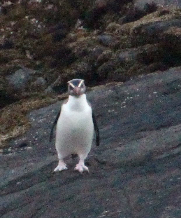 Pingüino de Fiordland - ML138652791