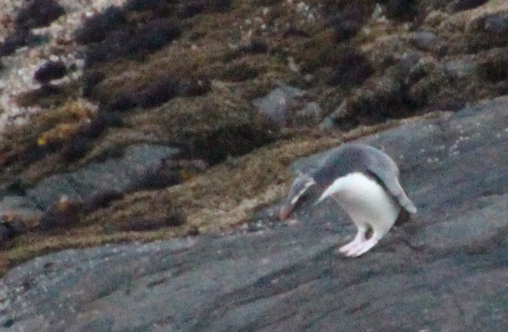 Pingüino de Fiordland - ML138652801