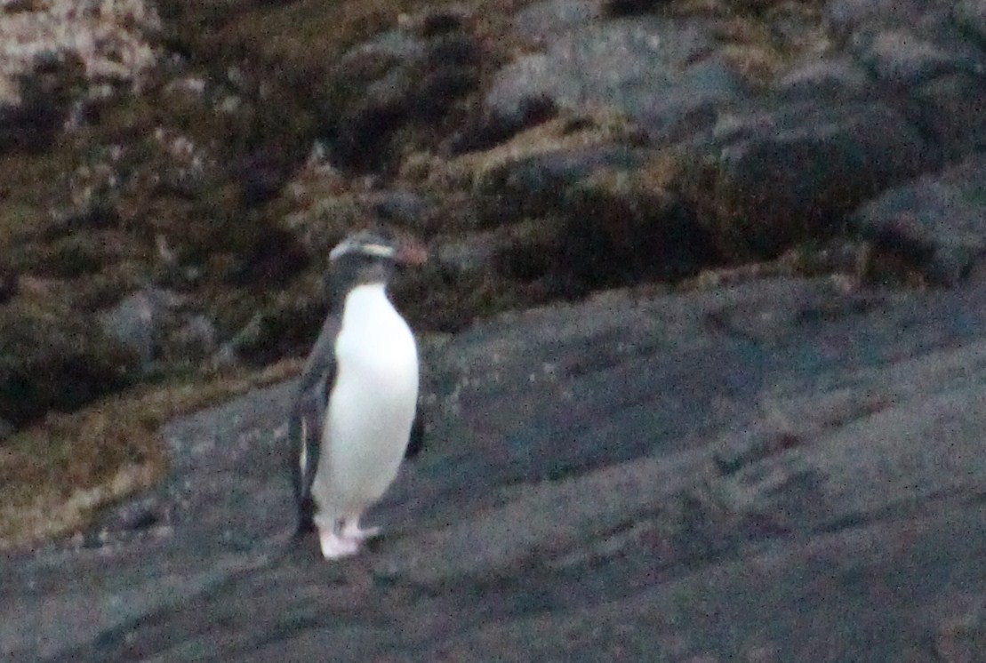 Fiordland Penguin - ML138652811