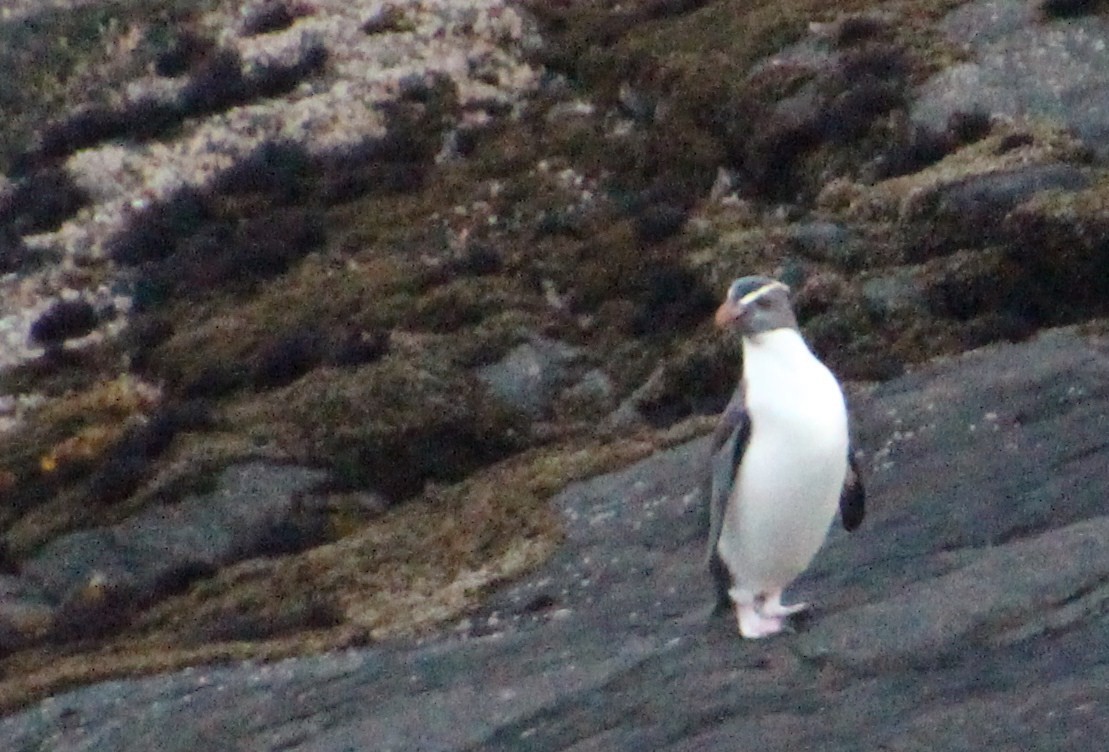 Pingüino de Fiordland - ML138652821
