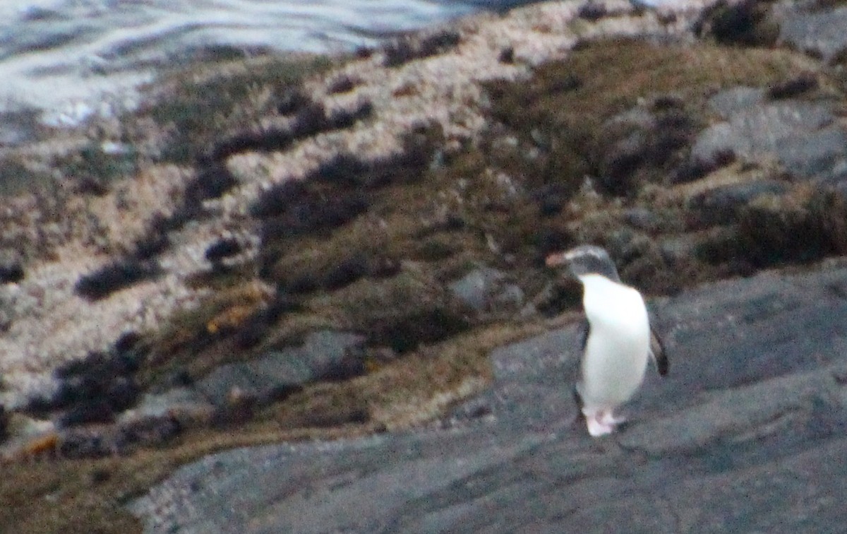 Pingüino de Fiordland - ML138652841