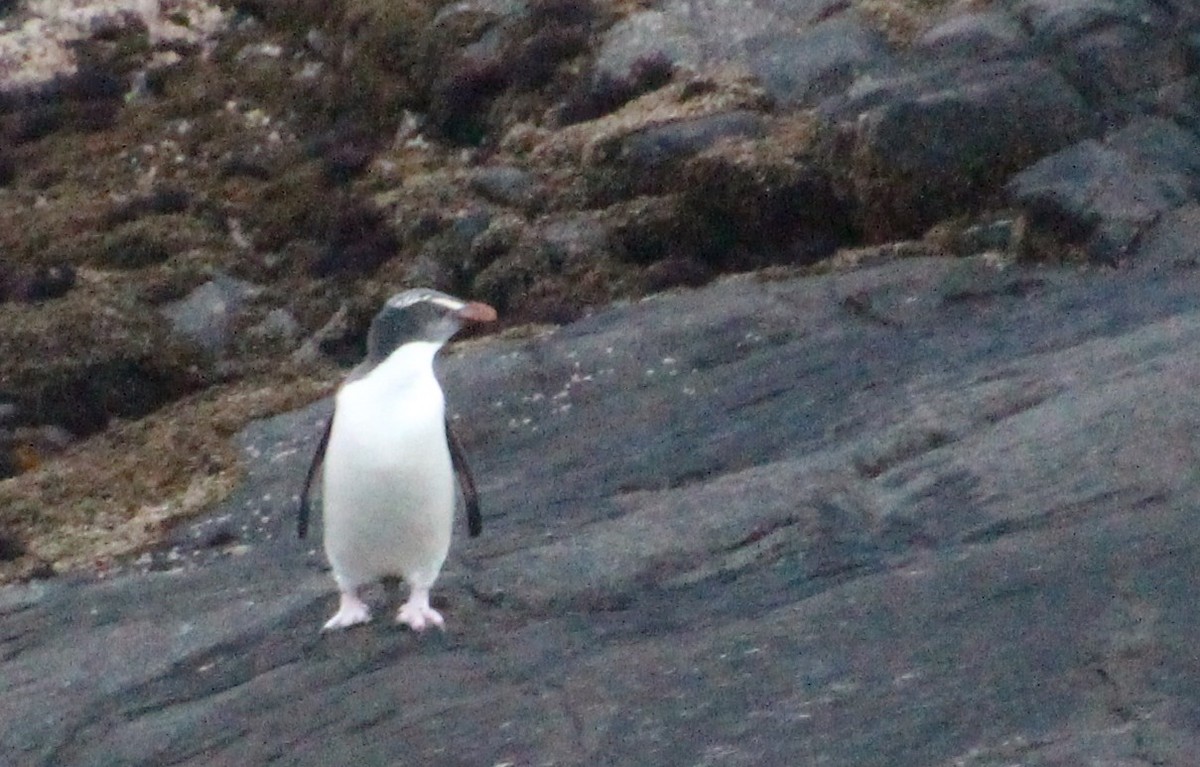 Fiordland Penguin - ML138652851