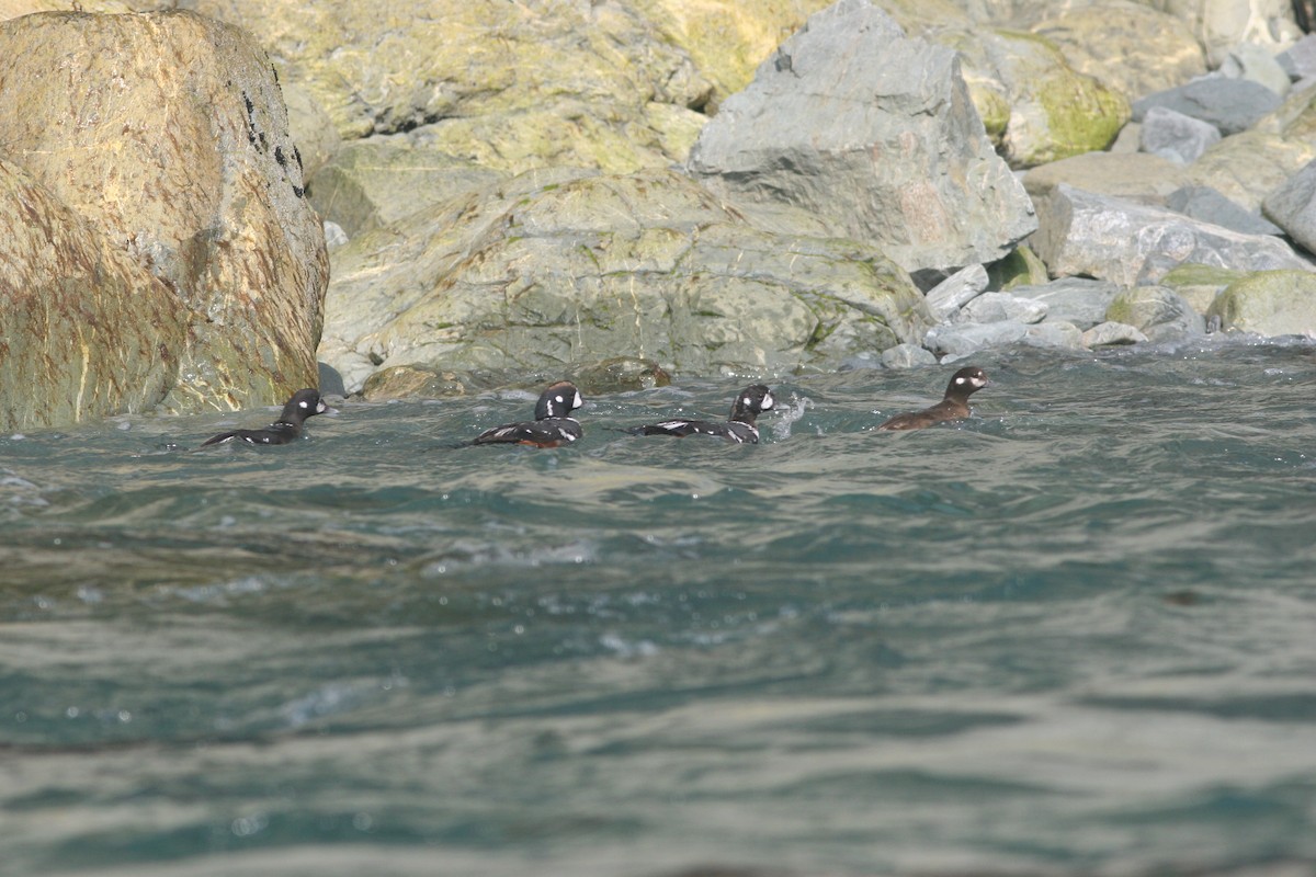 Harlequin Duck - ML138655401