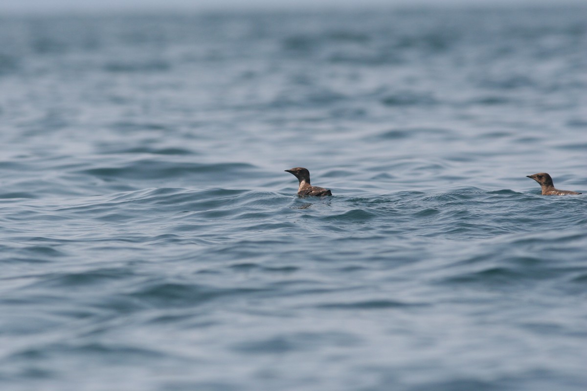 Guillemot marbré - ML138655811