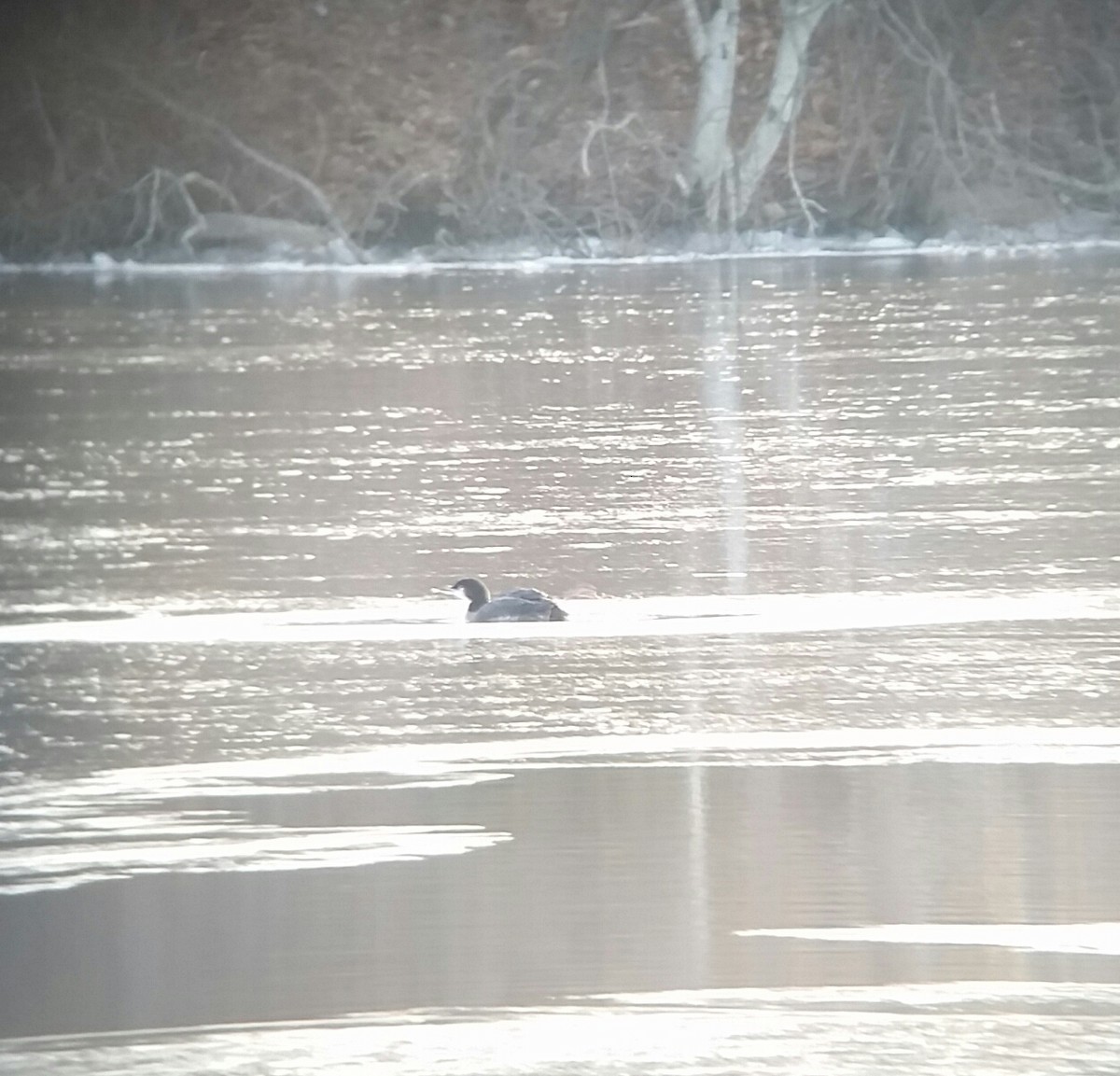 Common Loon - Greg Hirth