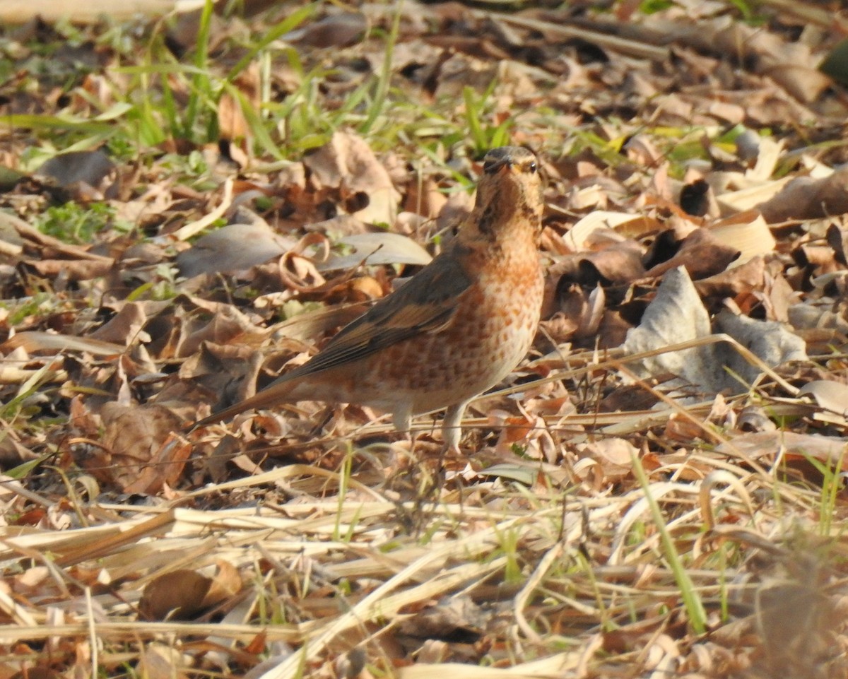 Naumann's Thrush - ML138658281