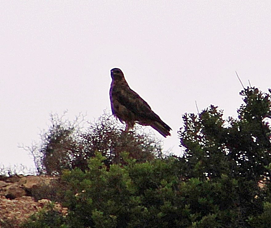 Long-legged Buzzard (Atlas) - ML138659101