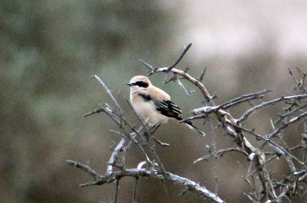 Western Black-eared Wheatear - ML138659221