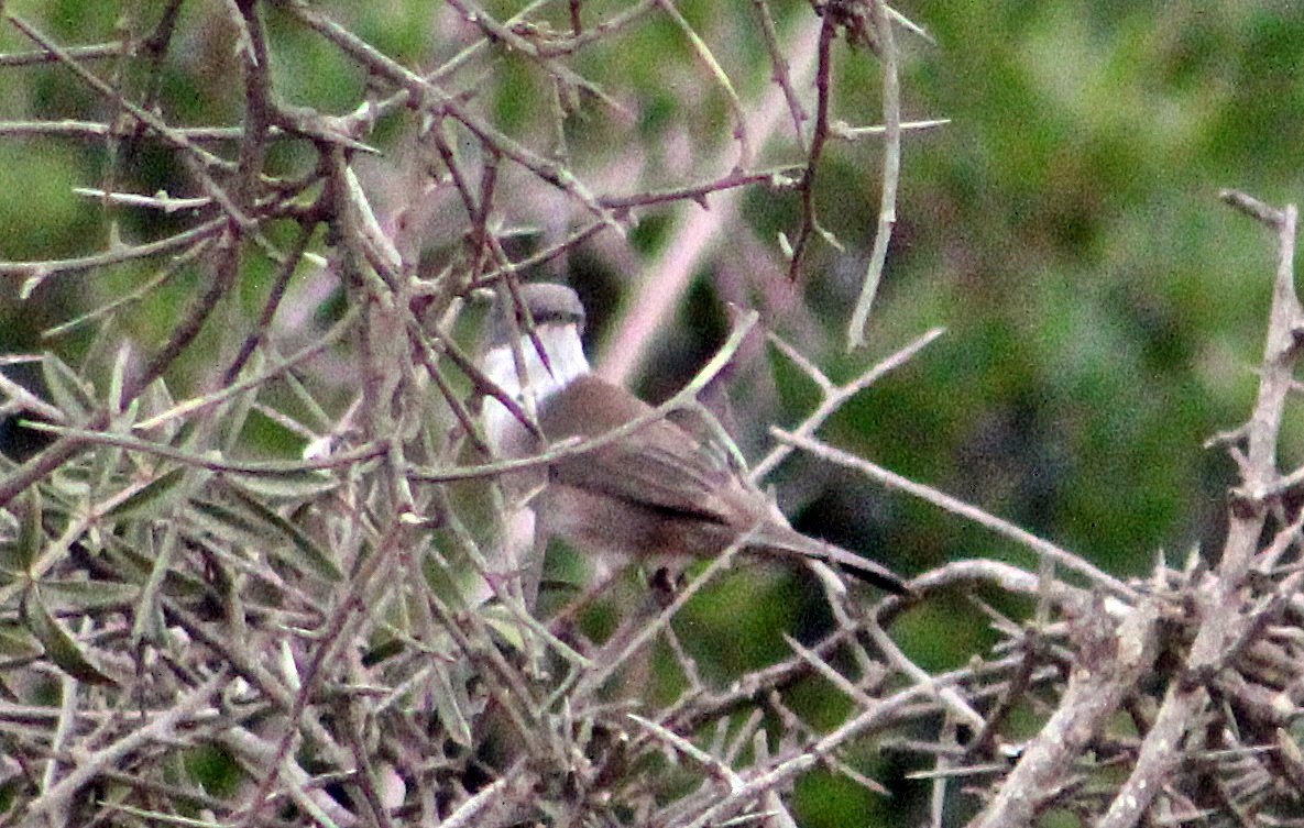 Sardinian Warbler - ML138659301