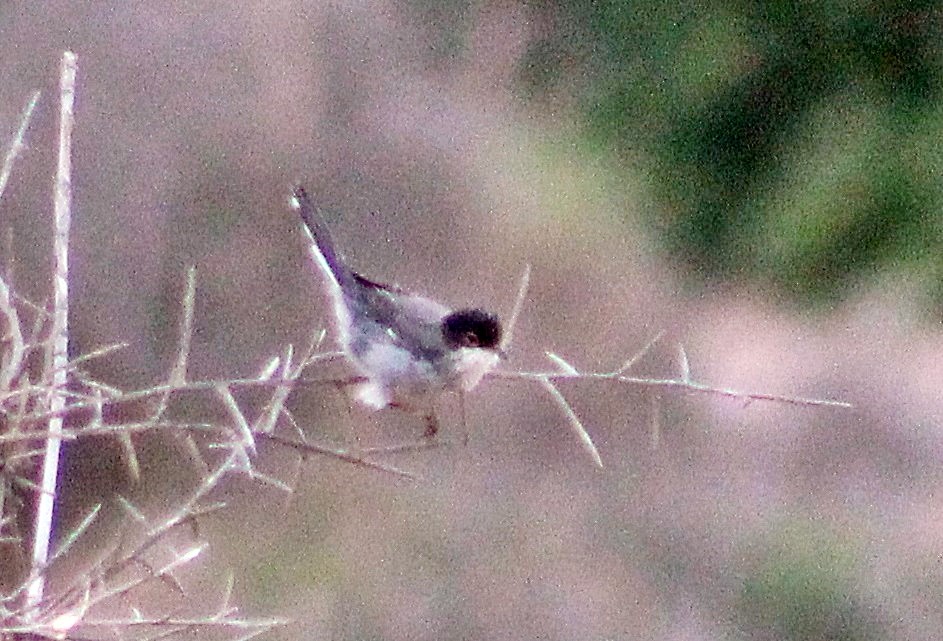 Sardinian Warbler - ML138659311