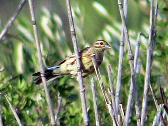 Cirl Bunting - ML138659331