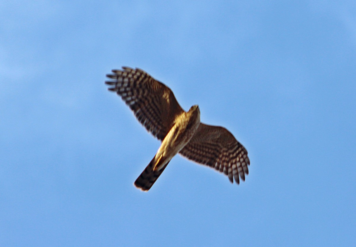 Морин харцага - ML138659451