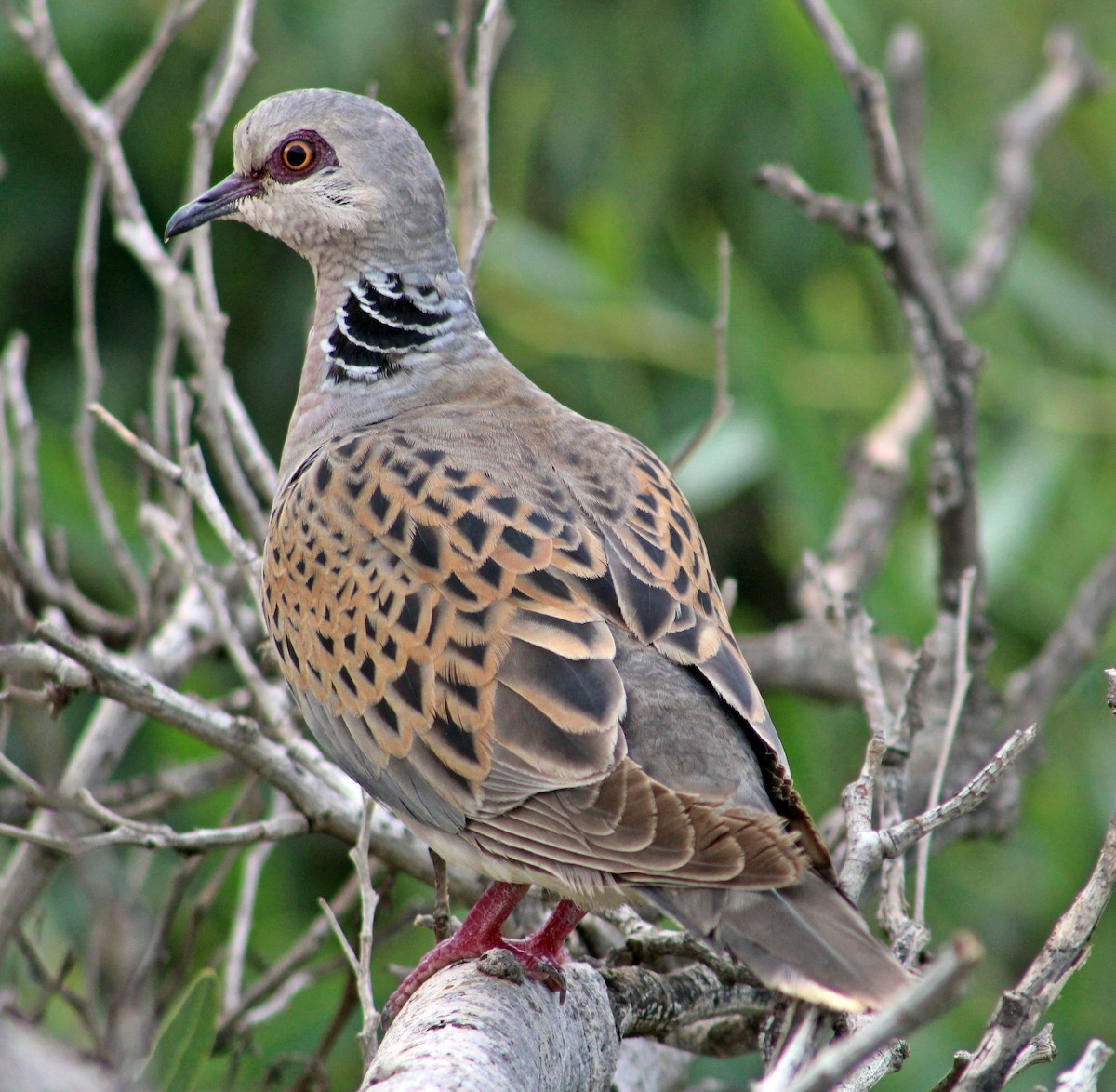 Өрнийн хүүрзгэнэ - ML138659791