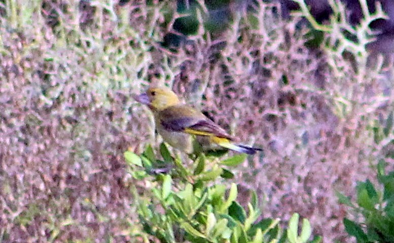 Эгэл ногоолдой - ML138659821