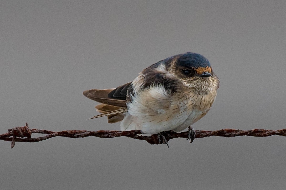 Golondrina Arborícola - ML138660401