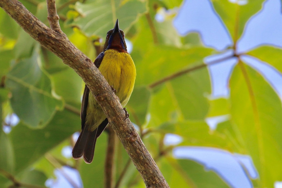 Brown-throated Sunbird - ML138660541