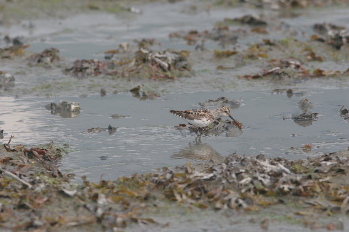 Bergstrandläufer - ML138660791