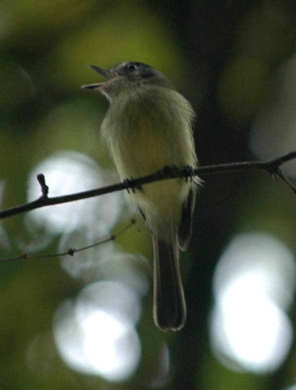 Sooty-headed Tyrannulet - ML138660801