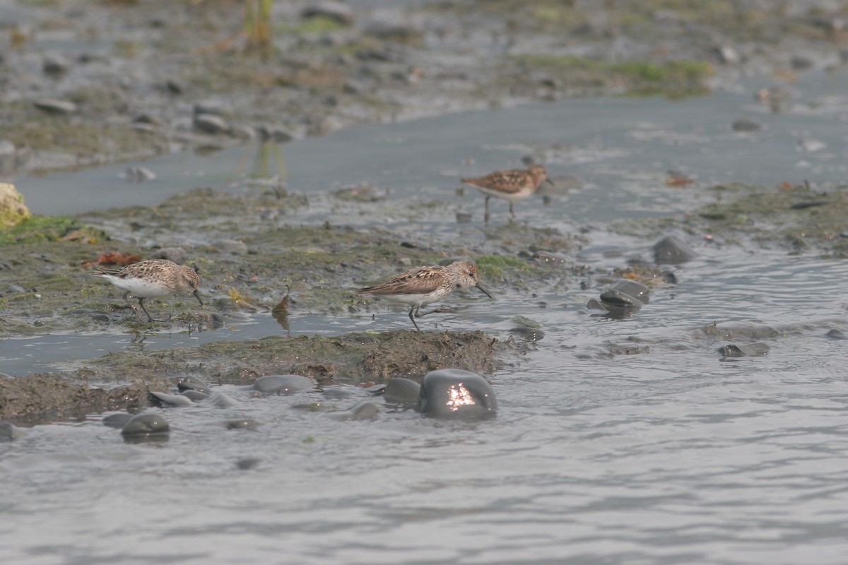 Western Sandpiper - ML138661691