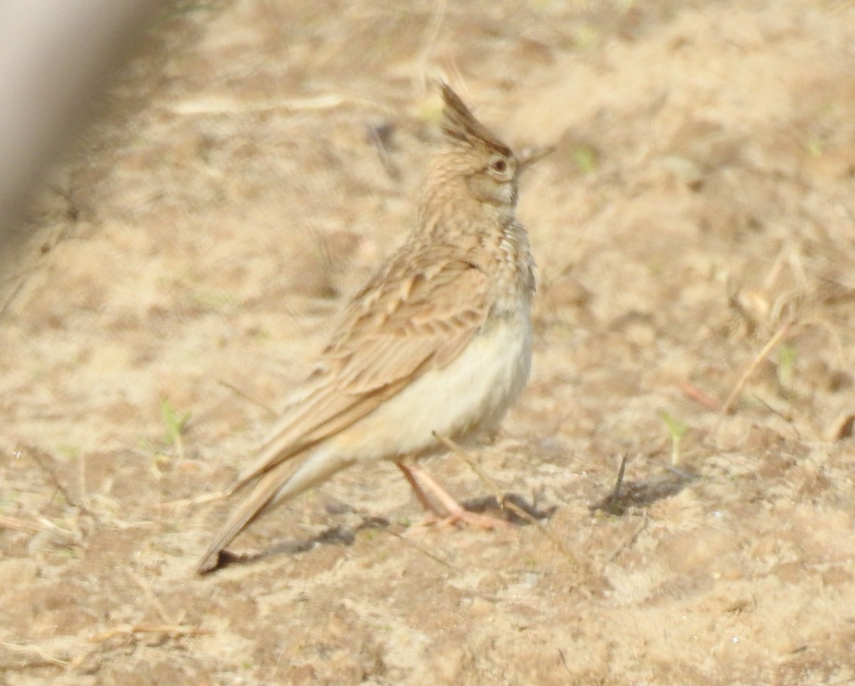 Crested Lark - ML138662921