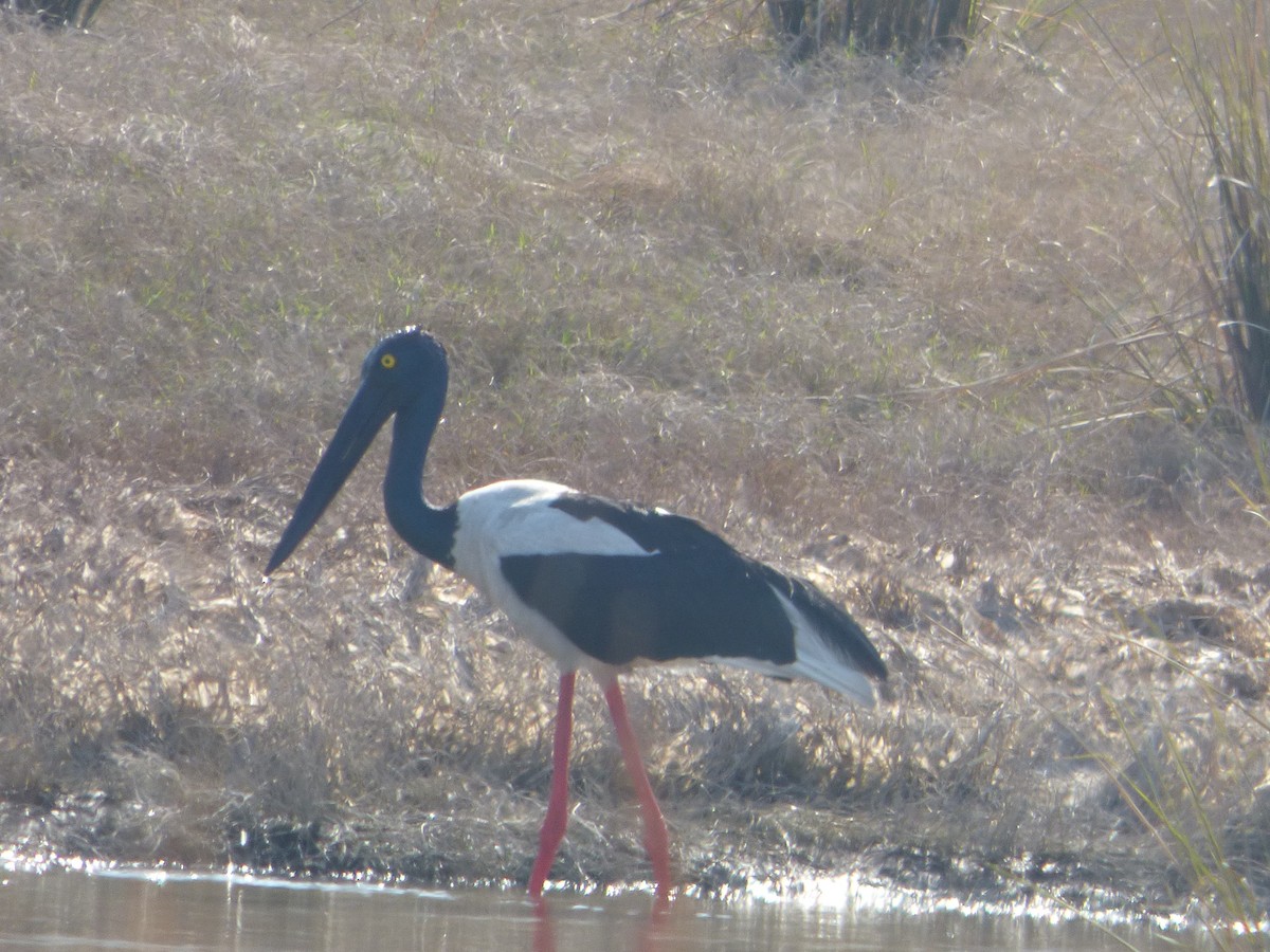 Black-necked Stork - Rustom Jamadar
