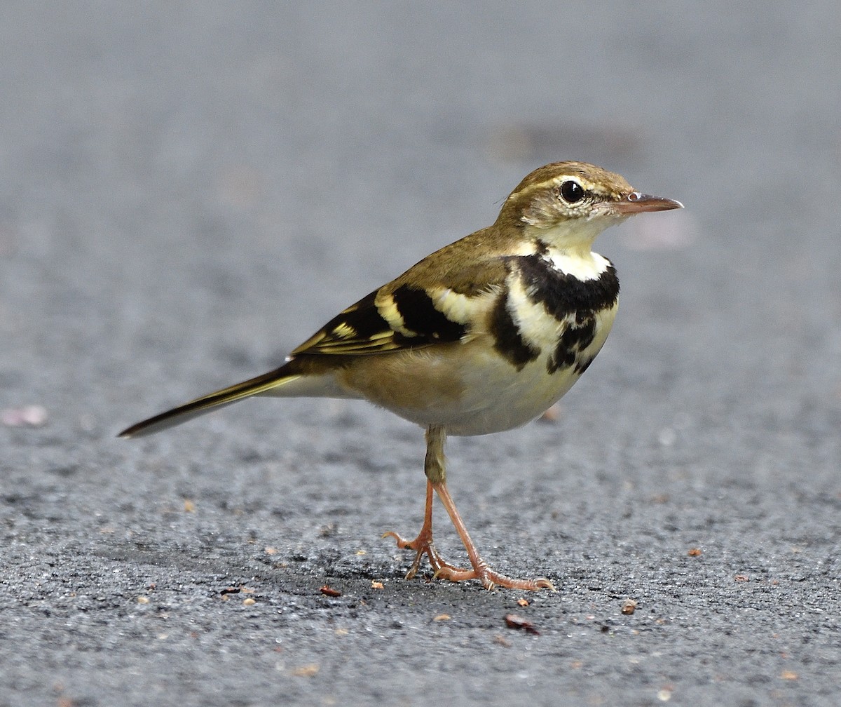 Forest Wagtail - Leefung Chai