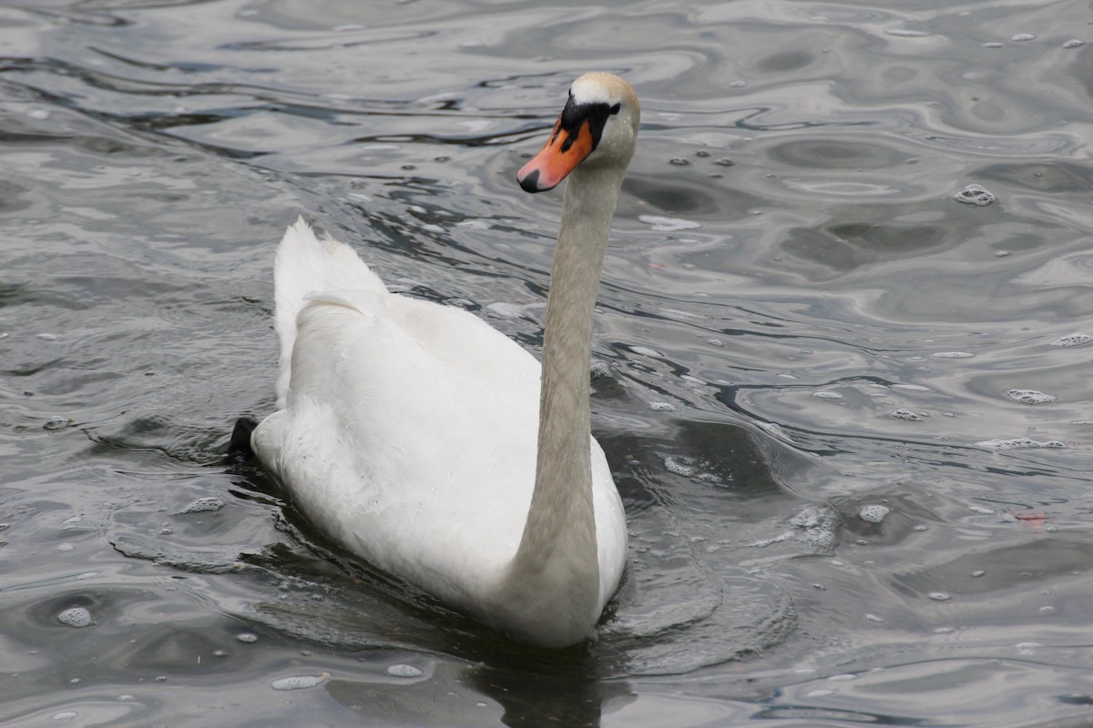 Mute Swan - Gary Leavens