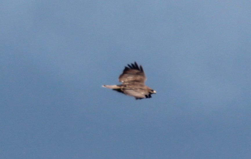 Common Buzzard - ML138666461