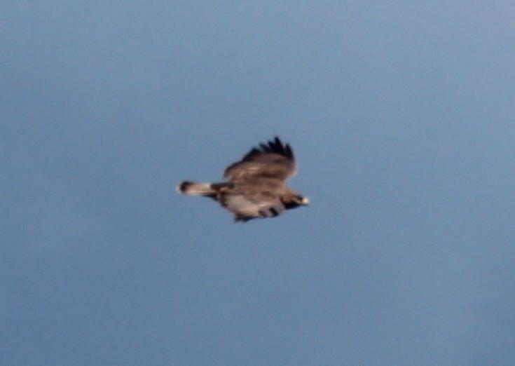 Common Buzzard - ML138666481