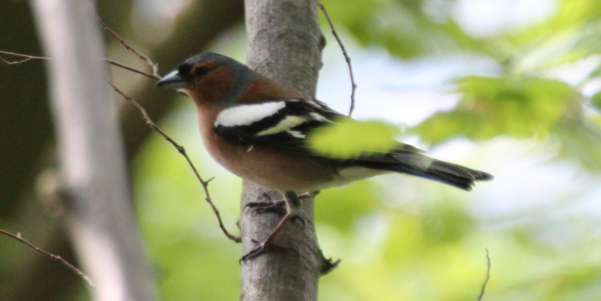 Common Chaffinch - ML138666571