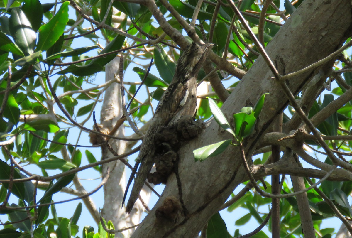 Northern Potoo - ML138666841