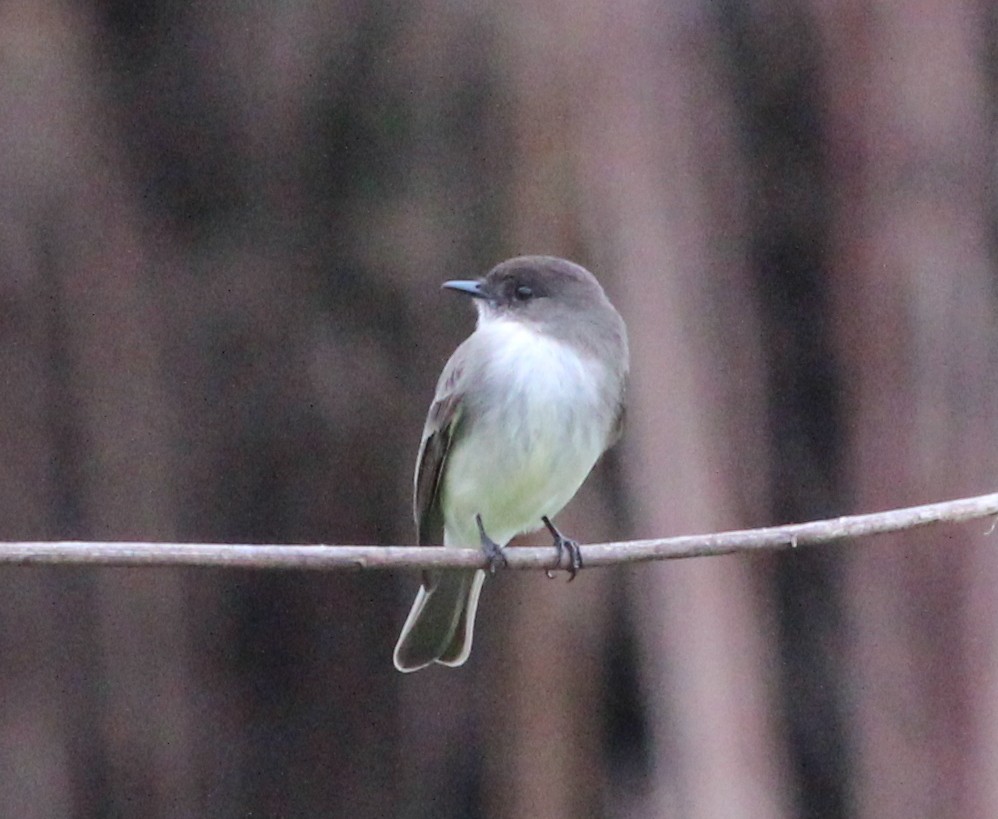 Eastern Phoebe - ML138668711