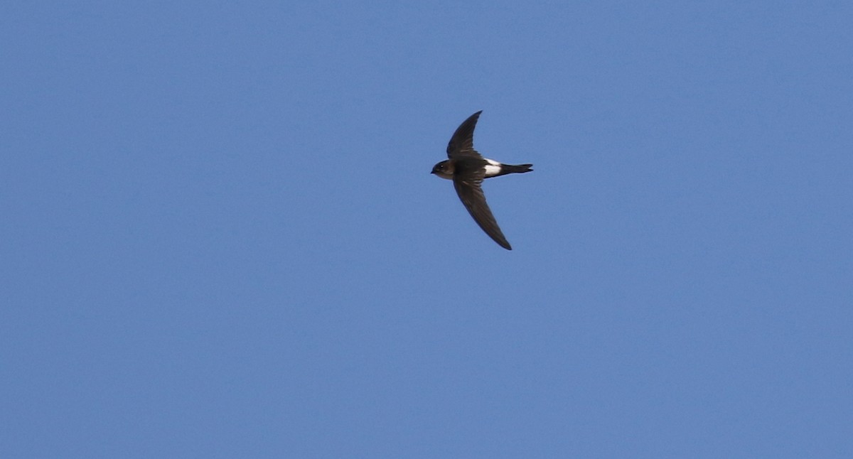 Antillean Palm Swift - ML138668791