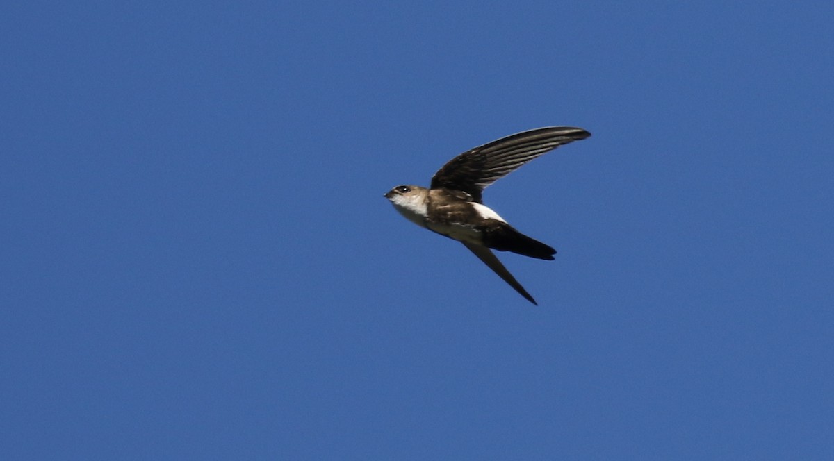 Antillean Palm Swift - ML138668811