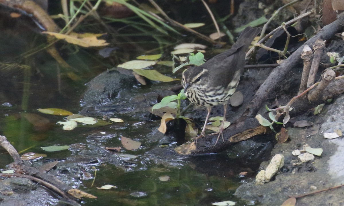 Northern Waterthrush - ML138669151