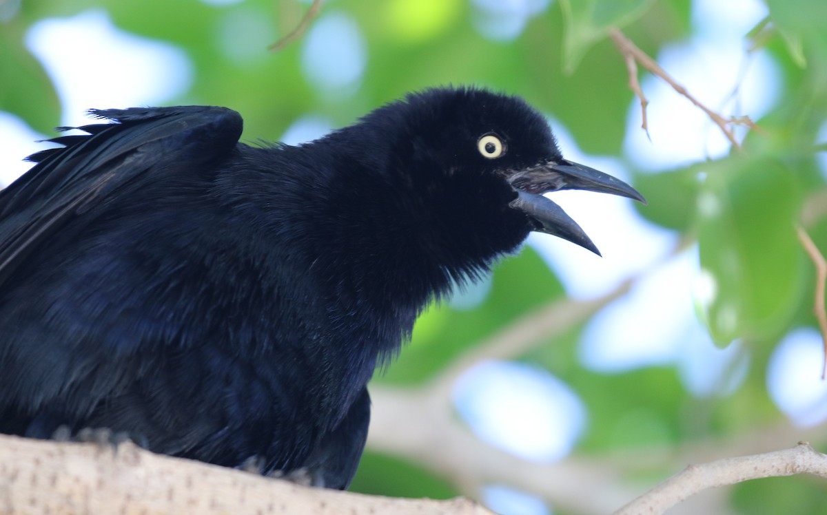 Greater Antillean Grackle - ML138669261