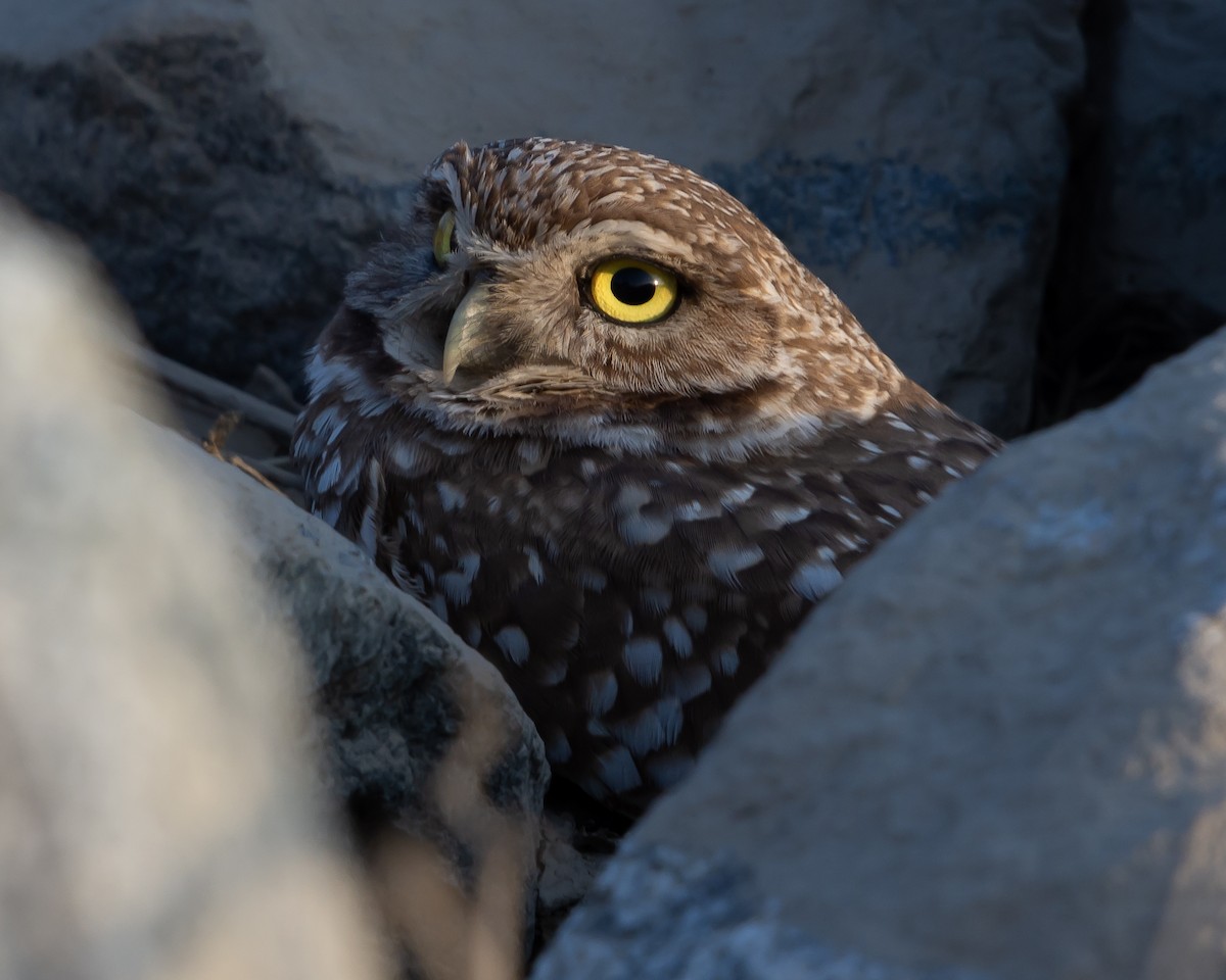 Burrowing Owl - Jason Horton