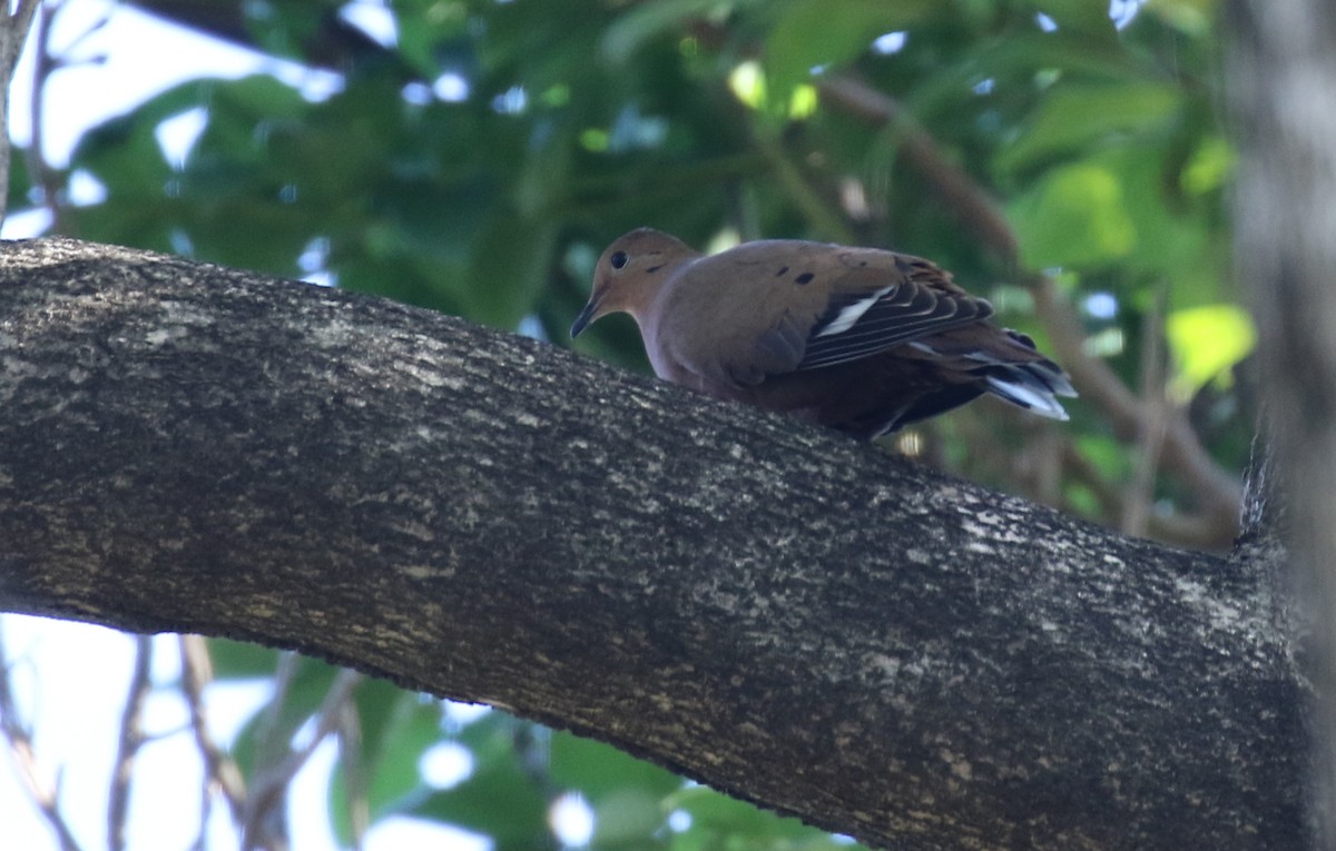 Zenaida Dove - ML138669861