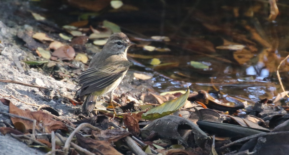 Palm Warbler - ML138670241