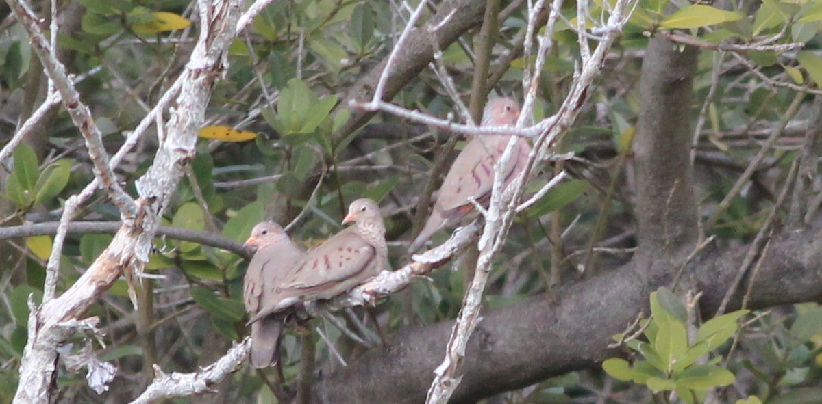 Common Ground Dove - ML138671231