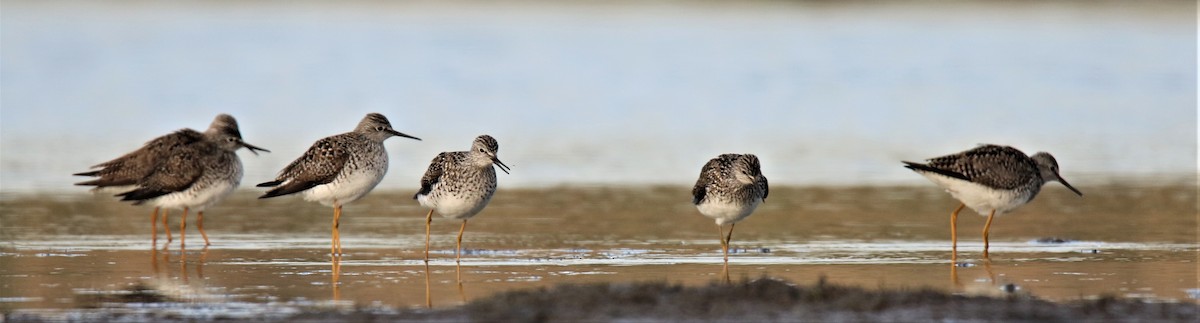 Lesser Yellowlegs - ML138674451