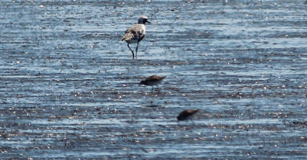 Curlew Sandpiper - ML138674791