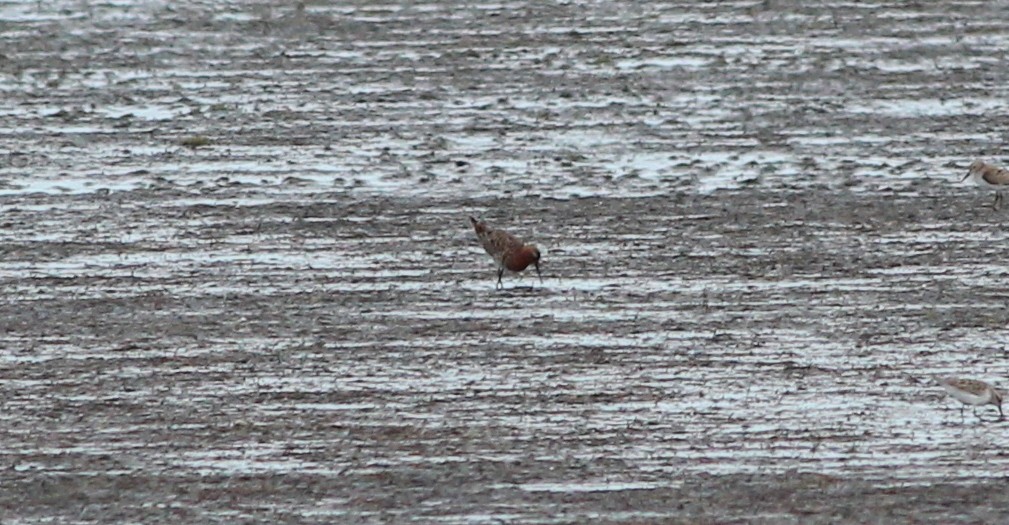 Curlew Sandpiper - ML138675021