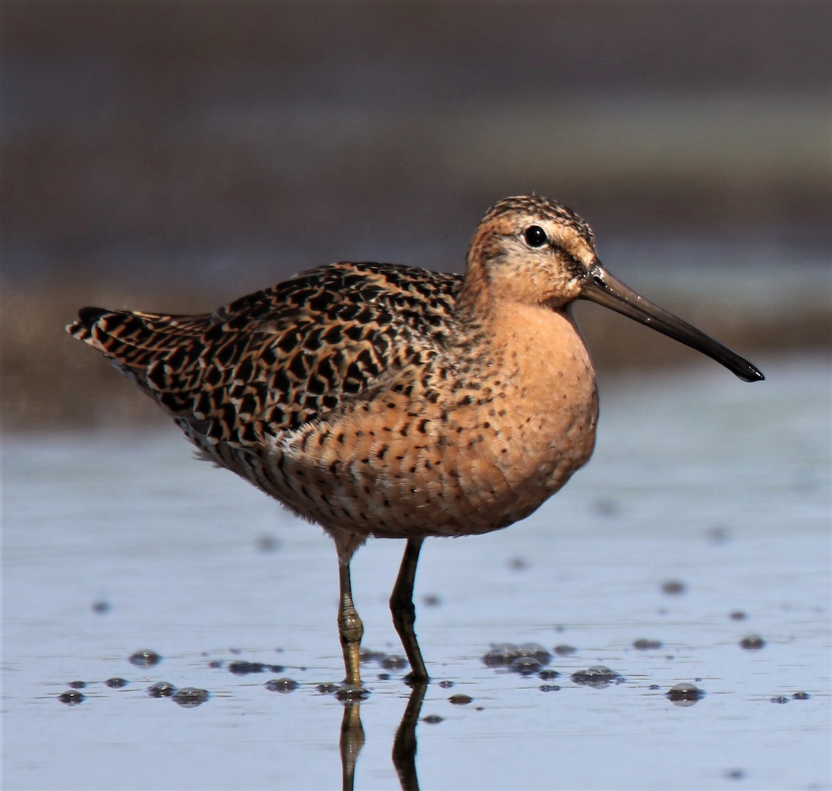 Short-billed Dowitcher (hendersoni) - ML138675501