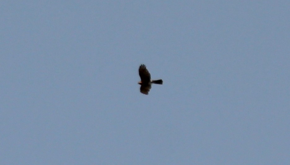 Eurasian Sparrowhawk - ML138675871