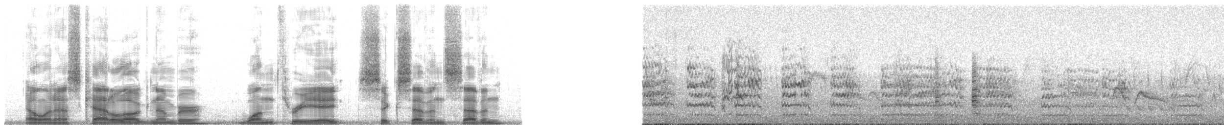 Black-faced Ibis - ML138677