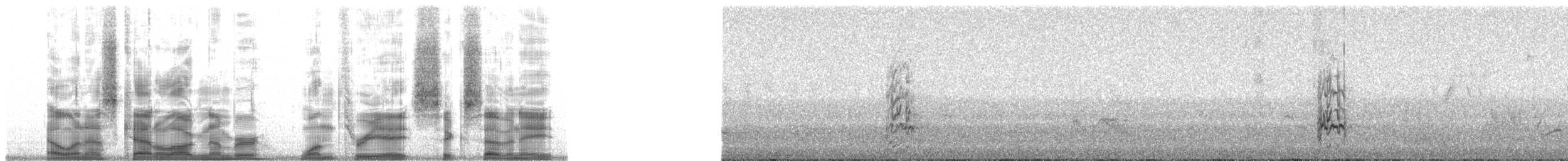 Austral/Slender-billed Parakeet - ML138678