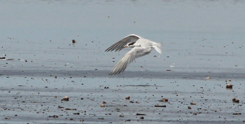 Least Tern - ML138678441